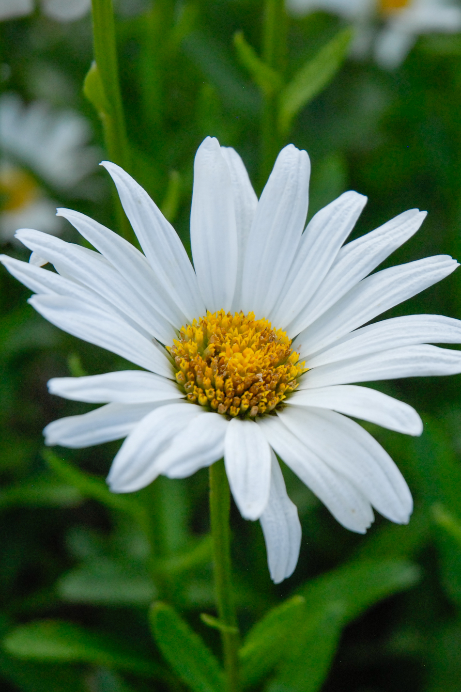 Dwarf Shasta Daisy
